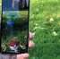 Pokemon Go начнёт использовать Apple Health и Google Fit для вылупления яиц и зарабатывания конфет - VladTime.Ru