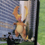 Pokemon Go начала отслеживать движение игроков через Google Fit и Apple Health - VladTime.Ru