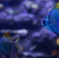 01e93eb924bdbde615ca0e82419bd0f548dcbe9e.jpeg - Primorye24.Ru