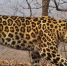 15d4f9c65c927460b357504deb2e8ee19715b13a.jpeg - Primorye24.Ru