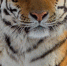 41d86c15ddc96097d1b748c5eb48c9204f81f435.jpeg - Primorye24.Ru