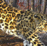2fdf09624277398c82f68a45f46ca09057f034f7.jpeg - Primorye24.Ru