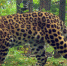 77b94662e42d976bc4dc3dbd2cee037c24ae286f.jpeg - Primorye24.Ru