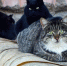 1ff2f6e939828bfe87bf88445eb2e6d21d654928.png - Primorye24.Ru