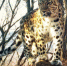 thumb_513978_news_xxxl.jpeg - Primorye24.Ru