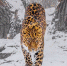 2bba2214b63bbde2ef01b5fff994b6649a435364.jpeg - Primorye24.Ru