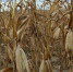 707079694873fda6bbea21f73a9a4a43d4de585f.jpeg - Primorye24.Ru