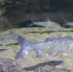 Белых толстолобиков в Янцзы стало больше - Fishnews.Ru