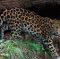 ac191846d78beb5324b1e6f59f4d5762457b348b.jpeg - Primorye24.Ru