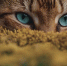 bbbcb106d9842c3a24266b4c0bdb4877243bc3cf.jpeg - Primorye24.Ru