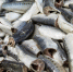За неделю российские рыбаки выловили почти 18,2 тыс. тонн иваси - Fishnews.Ru