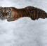 Амурский тигр напомнил обитателям приморского нацпарка, кто в лесу хозяин - КП Владивосток