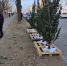 Во Владивостоке проходят рейды по пресечению незаконной торговли елками - Администрация г. Владивостока