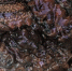 28b5ac07ec18ffe7e9f9df22d0fbfab4ee321202.jpeg - Primorye24.Ru