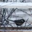 Сегодня во Владивостоке от -1 до +1 °C - NewsVl.Ru