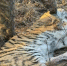 fc17181f9ce8f7571e94e08baac3bd6845370a02.jpeg - Primorye24.Ru
