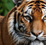 d98688c79121a02f3b5907259cb2097cda095b3b.jpeg - Primorye24.Ru