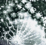 a9129c1fdf0a2df3fd7f5aeeb59648b757489baf.png - Primorye24.Ru