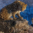 3e8651277991bde1ac8c5bf18f48f486dc80b3e1.jpeg - Primorye24.Ru