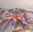 Камчатский краб - Fishnews.Ru