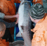 Получение икры. Фото пресс-службы КаспНИРХ - Fishnews.Ru