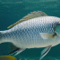 6e5ac4c7b52e5ad9513673029a55e72a87dd6ad2.jpeg - Primorye24.Ru
