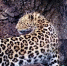 6bdeb2f581c25d8034b2acc9ef0d93b42159b173.jpeg - Primorye24.Ru