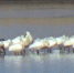 5977175b1d6d8f4c09dd9afcbadd809d4cb0d34a.jpeg - Primorye24.Ru