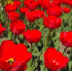9cffa20ec51f06e13a1964eb9463907fa57984eb.jpeg - Primorye24.Ru