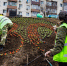 Тематические цветочные композиции ко Дню Победы высаживают во Владивостоке - Администрация г. Владивостока