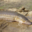 Сахалинский осетр, пойманный в целях искусственного воспроизводства - Fishnews.Ru