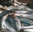 На 8 июня российские рыбаки поймали 36 тыс. тонн сардины-иваси - Fishnews.Ru