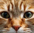 9b99dd27120cc37e26f3e33b5f72782f23f9d56f.jpeg - Primorye24.Ru
