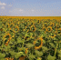 18323a84d8ccf416f3ae16cb0ebcdc4328b41c37.jpeg - Primorye24.Ru