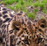 d0ecabce8b0857c9f2f6c34ebd8b3c987aeff781.jpeg - Primorye24.Ru