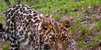 d0ecabce8b0857c9f2f6c34ebd8b3c987aeff781.jpeg - Primorye24.Ru