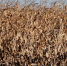 4e9ed789d4f4b86317aecb111ecf117274576ebf.jpeg - Primorye24.Ru
