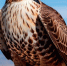 be73bf2b9e6d11f089d93e68171ad9ec_1.jpg - Primorye24.Ru