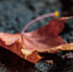 1e084653a716cd9439d1fd76570a204df8186b00.jpeg - Primorye24.Ru