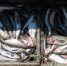 Экспорт рыбы и морепродуктов из Приморья за неделю вырос почти в два раза - КП Владивосток