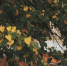 631a34a5ef66a339593c8b8558ea8b7e4baa644f.jpeg - Primorye24.Ru