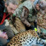 57363e84b7cf00abd572d24d320a8b55fa6120fa.jpeg - Primorye24.Ru