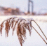 a6c6d2cee095272943833ac4979fd99dfc082d2f.jpeg - Primorye24.Ru