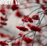 Сегодня во Владивостоке до +11 °С - NewsVl.Ru