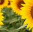 0b70cbdafb6dceb91151008142a77e71e00d874b.jpeg - Primorye24.Ru