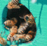 914f761b37eead537c9432808ad892cace5f91de.jpeg - Primorye24.Ru