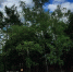 лес1.jpg - Primorye24.Ru