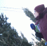 0,5 и даже 0,25 новогоднего настроения. На маркетплейсах набирают популярность половинки ёлок - ГТРК Владивосток
