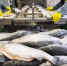 Введен полный запрет закупок иностранной рыбной продукции - Ассоциация АМКОР