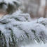 ccff552c8361321f90ccaee92f1b989000679cdf.jpeg - Primorye24.Ru